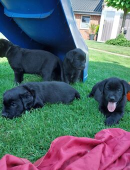 Labrador Welpen zu verkaufen (nur noch 2 da) - Schöppingen