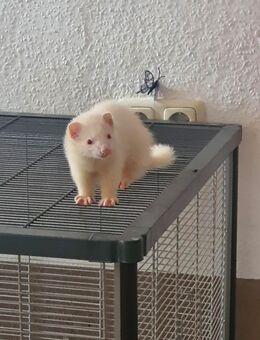 Frettchen Babys - Essen