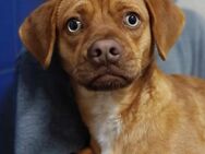 Dackel Mix Rüde, 1,5 Jahre - Kappeln (Schleswig-Holstein)