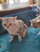 Deckater BKH,black silver tabby classik in 79650