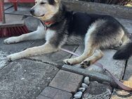 Tierschutz Rüde Balto sucht dringend neuen Platz - Borna