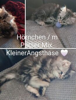 1 Perser Mix Kitten - Dunningen
