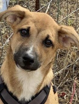 Sonnenschein ERIC sucht sein Zuhause - Sehnde