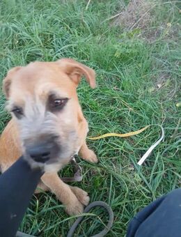 KAZMER-VA neugierig und verspielt - Neustadt (Rübenberge)