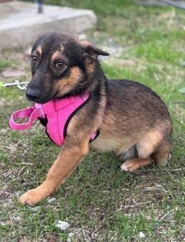 LOKI - kleiner Powerboy sucht Familie - Erfurt