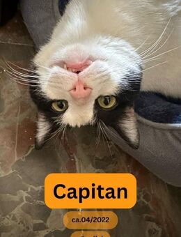 CAPITAN, m., kastr., EHK, geb. 04/22 - Sipplingen