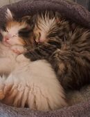 Van Mix Kitten in 38154