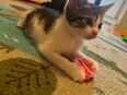 Kitten suchen ein neues Zuhause in 59929