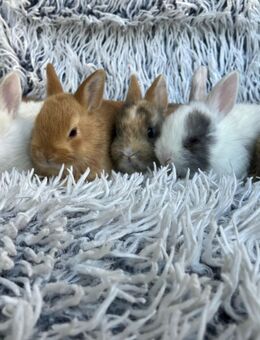 Zwergkaninchen Kaninchen Farbenzwerge Farbzwerge - Lohne (Oldenburg)