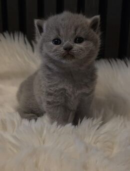 BKH Kitten ab mitte Dezember abzugeben !! - Stockach