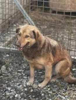 Eleni - Pflegestelle oder Zuhause gesuch - Oberwies