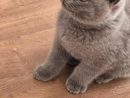 Letzte BKH Kitten Katze reinrassig - Duisburg