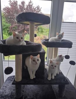 4 BKH Kitten suchen Zuhause - Norddeich