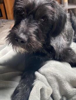 Gino sucht sein neues Zuhause - Enger (Widukindstadt)