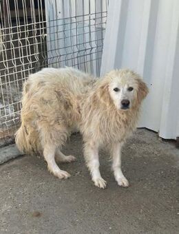 KAAMI sucht sein Für-Immer-Zuhause - Neuberg