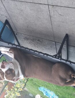 American bully - Hannover