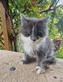 Katzen Kitten - Wiesloch Zentrum