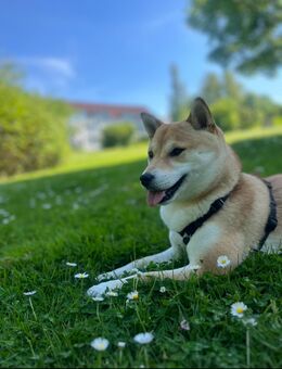 Shiba Inu Hündin - Braunschweig