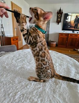 Wunderschöne, verschmust Bengalkitten mit Stammbaum,sofort abzugeben. - Erfurt