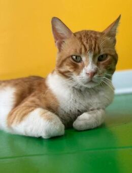 Runi 🐾 möchte so gern ein Zuhause - Kirchheim (München)