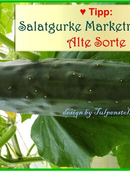 ♥ BIO Salatgurken Marketmore 76 Tulpenstolz Alte Freiland Sorte,Samen,Gurke,Rarität,Garten,samenfest,Robuste Sorte,Saatgut,Sämereien,Seeds,herbs - Hamburg