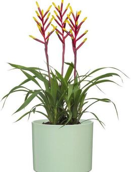 Scheurich Übertopf, 100% wasserdichter Keramik-Übertopf