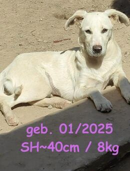 Maxima die Sanfte - Rinteln