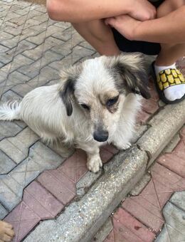 💙Kleiner Freund Fiete 🐾✨ - Eislingen (Fils)