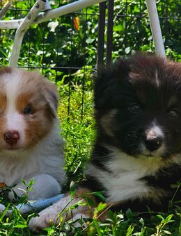 Hübsche reinrassige Australian Shepherd Welpen - Doberlug-Kirchhain