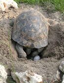 Maurische Landschildkröten Nachzuchten 2023-2025 aus Hobbyzucht/Freilandhaltung in 51375