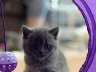 BKH-KITTEN - Berlin