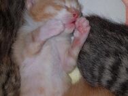 Unsere Glückskatze hat zuckersüsse Kitten, darunter ein Glückskätzchen - Geisenheim