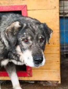 Senior Lukas sucht Gnadenplatz - München