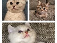 Bkh Kitten suchen neues zuhause - Dinslaken