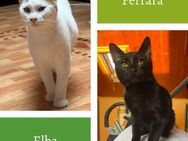 Elba & Ferrara Freundinnen suchen 🏠 - Benediktbeuern