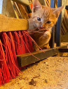 Kätzchen, Katerchen, Babykatzen - Hartmannsdorf-Reichenau