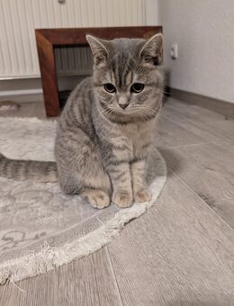 BKH Katze - Gelsenkirchen