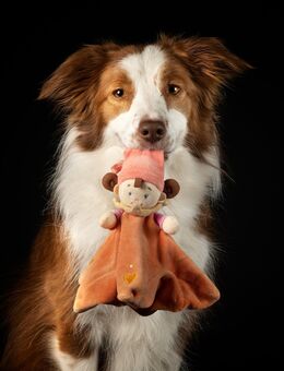 Hundekurse im Ausbildungszentrum in Schöftland - Schöftland