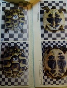 Landschildkröten in gute Hände - Nuthetal