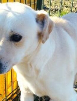 Piruett sucht liebevolle Menschen - Olsberg