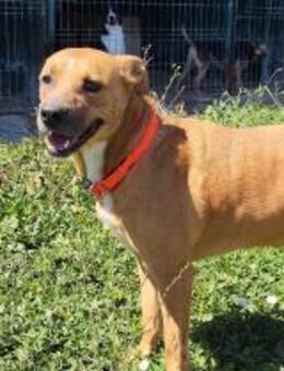 Alma - souveräne Hündin sucht Zuhause - Schlitz