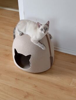 Katzenbaby weiblich - Ennepetal (Stadt der Kluterhöhle) Zentrum