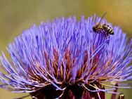 Artischockensamen Artischocke Samen Saatgut Pflanze lila Blüte Nutzpflanze essbar dekorativ insektenfreundlich tolle Blüten für Hummeln und Bienen Garten insektenfreundlich - Pfedelbach