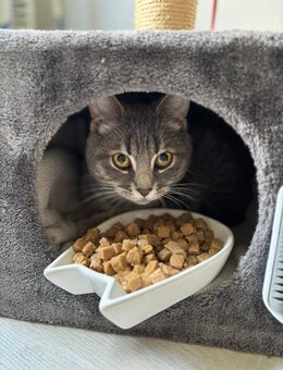 Verspielter 7 Monate alter Kater sucht neues Zuhause 🐾 - Gemünden (Main)