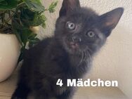 Schwarze Main coon mix katzen Babys Ulm - Ulm