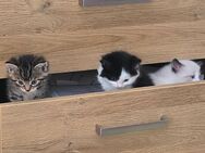Süsser Ragdoll Mix - Volketswil