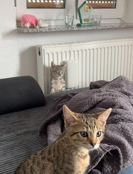 Hauskatzen/Bengal/spynhx mix - Idar-Oberstein