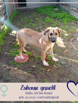 Ronja - neugierig sucht dich - Philippsburg
