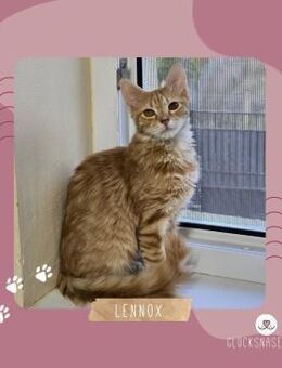 Kater Lennox wartet auf seine Menschen - Lalendorf