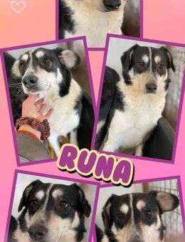 liebe Runa sucht dringend ein Zuhause - Nürnberg